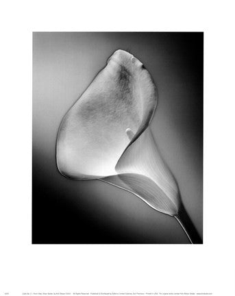 CALLA NO.3, FRONT-SILVER SERIE