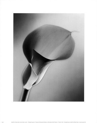 CALLA NO.6  SILVER SERIES