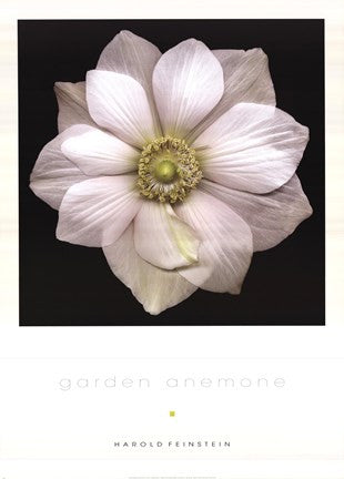 Garden Anemone