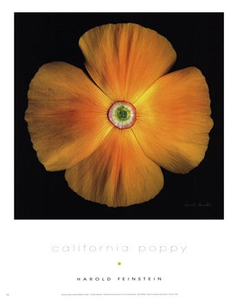 California Poppy