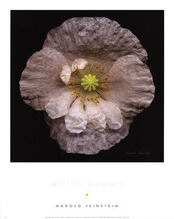 White Poppy