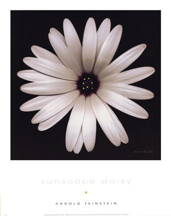 Sunscape Daisy