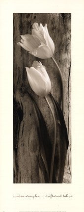 Driftwood Tulips