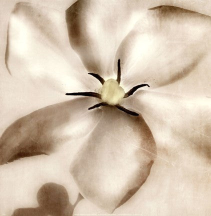 Whisper of Gardenia