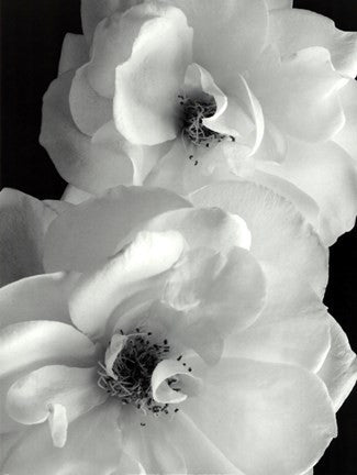 Iceberg Roses II