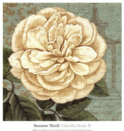 Camellia Study II