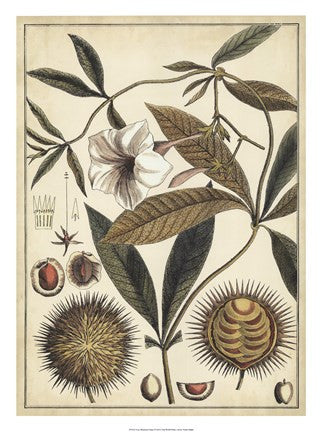 Ivory Botanical Study II
