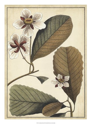 Ivory Botanical Study III