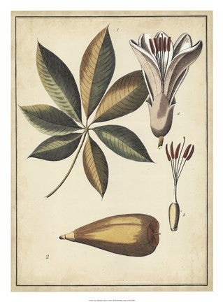 Ivory Botanical Study IV