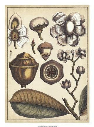Ivory Botanical Study VI