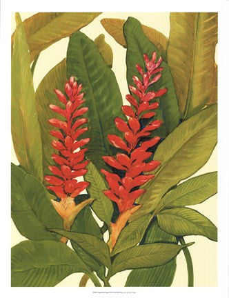 Tropical Red Ginger