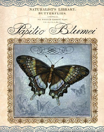 Papilio Blumei