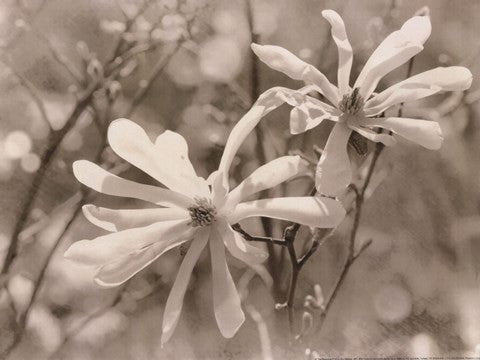 Star Magnolias II