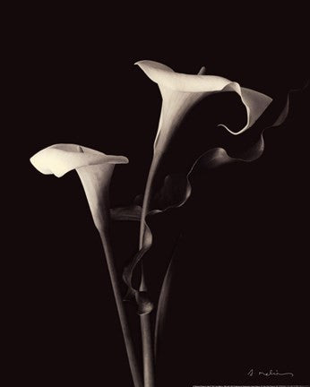 Botanical Elegance Calla III