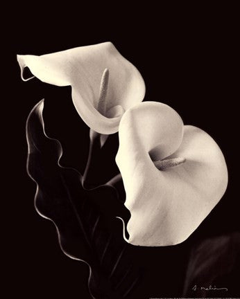 Botanical Elegance Calla IV