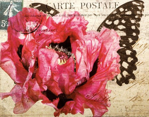 Carte Postale Poppy