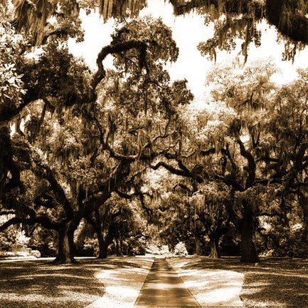 Druid Oak Square II