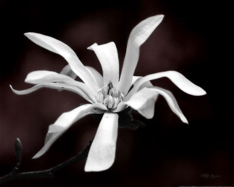 Magnolia Dreams I