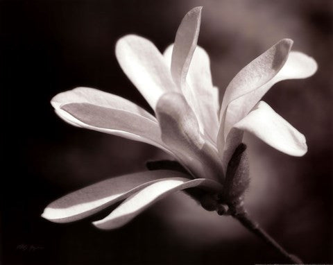 Magnolia Dreams II