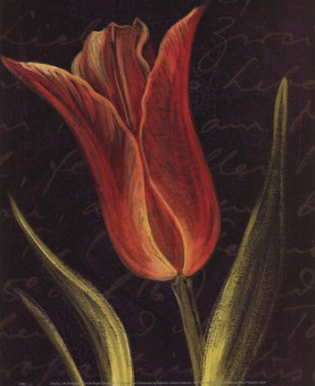 Tulip