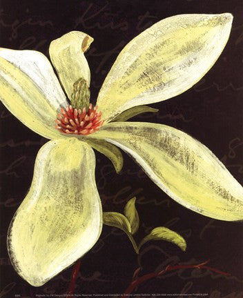 Magnolia