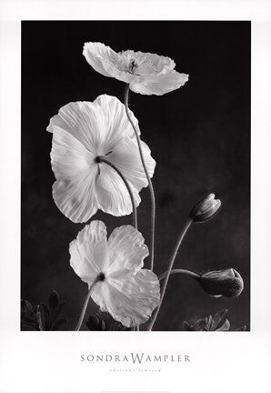 Iceland Poppies I