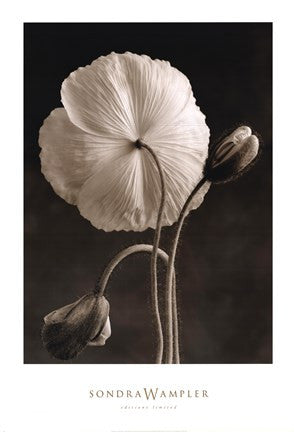 Iceland Poppies II