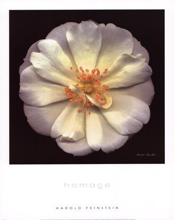 Homage (small)