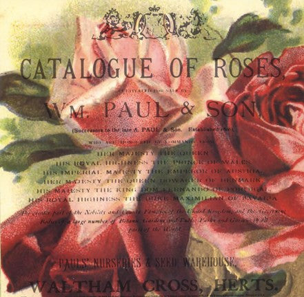 Roses I