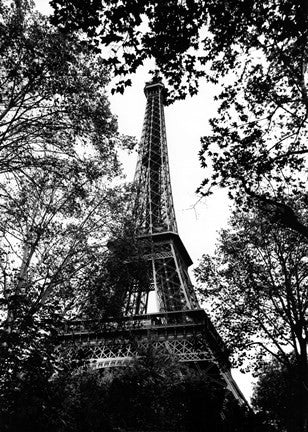 Paris Trees