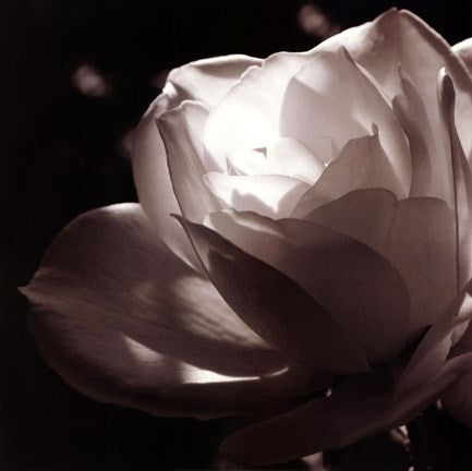 White Rose II