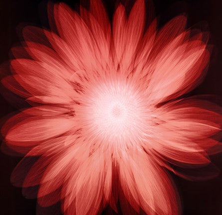 Radiant Gerbera