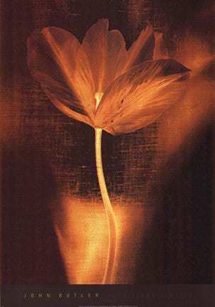 Bronze Tulip I