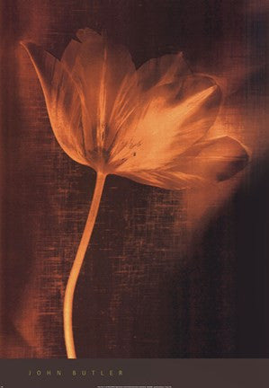 Bronze Tulip II