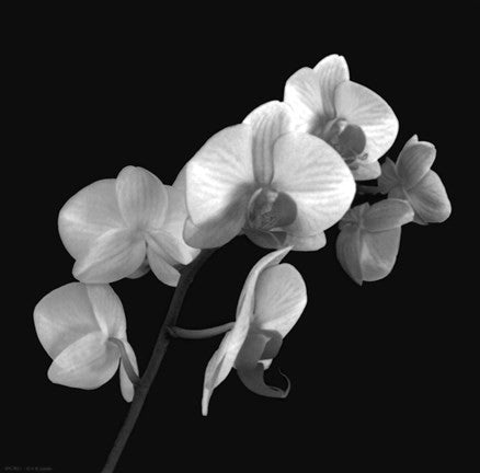 Orchid Illusion I