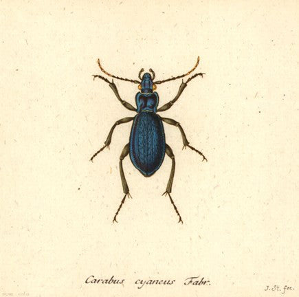 Carabus Cyaneus