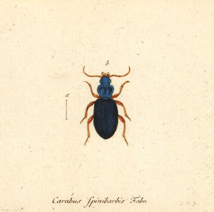 Carabus Fpinibarbis