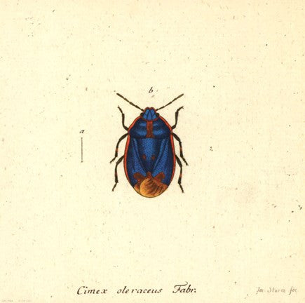 Cimex Oleraceus