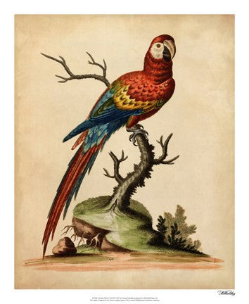 Edwards Parrots I