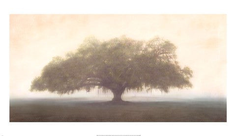 Oak in the Fog