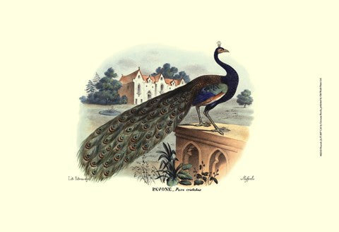 Peacock