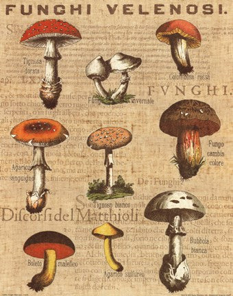 Funghi Velenosi I