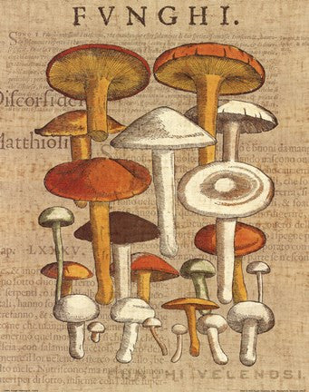 Funghi Velenosi II