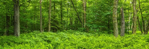 Ferns blanketing floor of summer woods near Old Forge in the Adirondack Mountains, New York State, USA