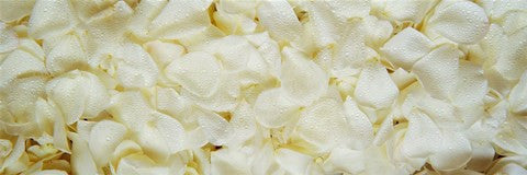 White Rose Petals