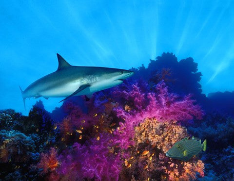 Caribbean Reef shark (Carcharhinus perezi) and Soft corals in the ocean