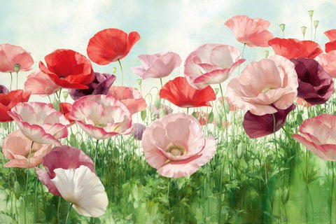 Poppies Pleasure