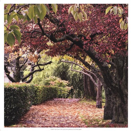 Arch of Trees