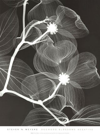 Dogwood Blossoms - Negative