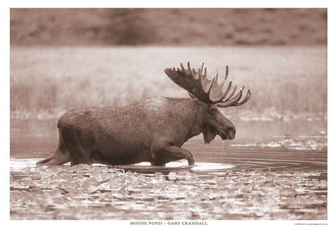 Moose Pond